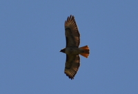 Red-tailed hawk