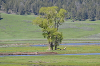 lonesome tree in the valley