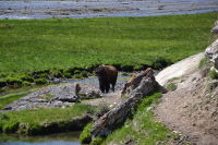 bison surprise