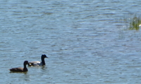 Greater scaup couple