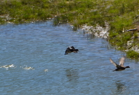 flying greater scaups