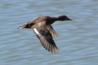 Greater scaup - Aythya marila ♀