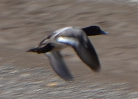 Greater scaup - Aythya marila ♂