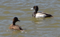 swimming greater scaups