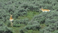 Pronghorns browsing around