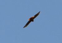 Red-tailed hawk