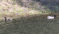 swimming greater scaups