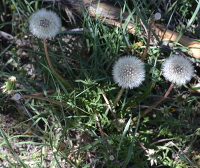 Dandelion seed heads