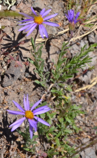 a kind of desert aster