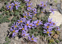 a desert aster