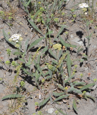 a yarrow-like species