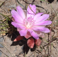 desert star