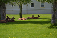 family siesta on Mammoth's village green