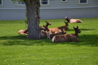 Elks cosily resting in the shade