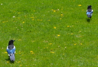 Black-billed magpie couple