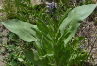 comfrey-like plant