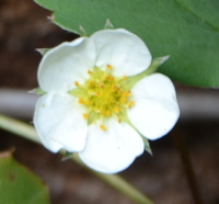 rose-like flower