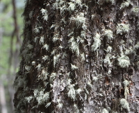 bearded lichen on a tree (Beaver Ponds Trail)