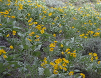 field of Arnica