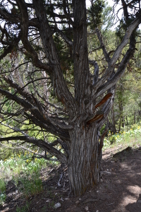 a spooky old tree