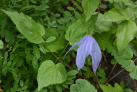 columbine