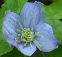 inside the columbine