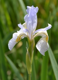 a blue Iris