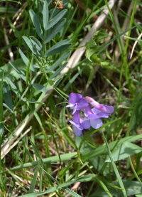 a kind of sweet pea