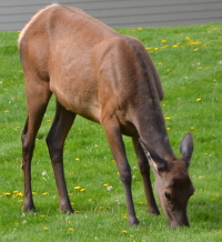 this one already has a summer coat