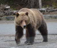 Mama Bear...