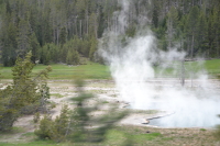 geyser vapour among the trees
