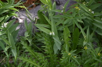 flowers amidst the geysers