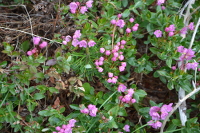 these pinkies may not be sulfur lovers, but they still live close by Norton's geysers