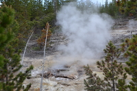 steam among the trees