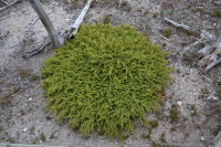 a sulfur loving plant?