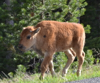 bison calf