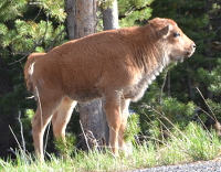 on the look-out for mama