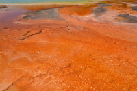 orange field