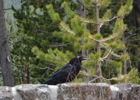 Raven near Isa Lake