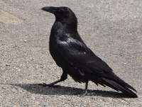 Raven near Isa Lake
