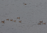 Canada geese: here they belong