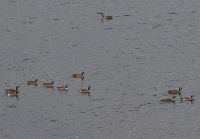 Canada geese: here they belong