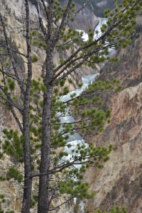 the river through the trees