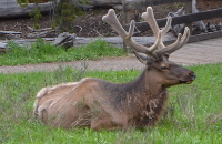 Mr Elk, showing off near the Lower falls