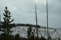 snow on the mountain