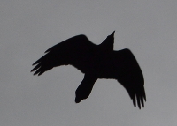 Raven above Lewis River