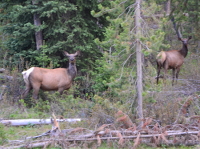 elk at the roadside near Togwotee