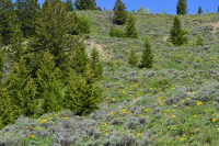 slopes full of yellow Arnica flowers on the way to the Park