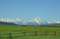 green meadows with the Tetons as a backdrop