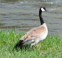 Canada goose near Buffalo fork (outside Grand Teton NP)